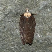 Acleris hastiana (Linnaeus, 1758) - Tordeuse des Saules