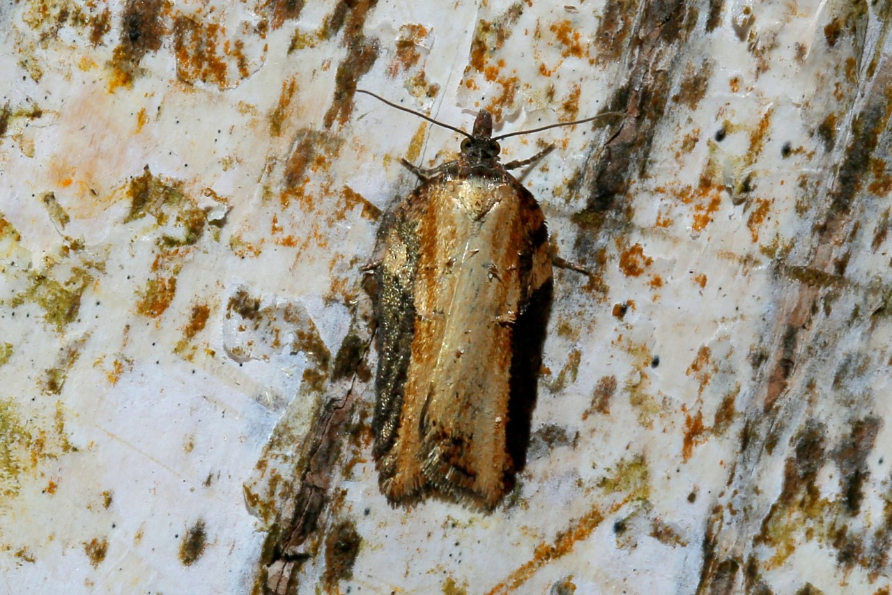 Acleris hastiana (Linnaeus, 1758) - Tordeuse des Saules