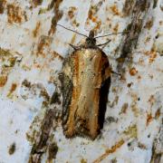 Acleris hastiana (Linnaeus, 1758) - Tordeuse des Saules