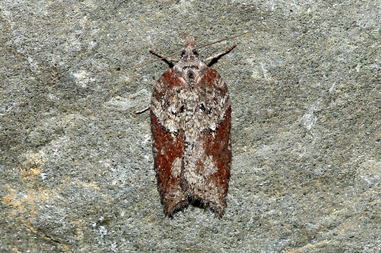 Acleris hastiana (Linnaeus, 1758) - Tordeuse des Saules