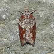 Acleris hastiana (Linnaeus, 1758) - Tordeuse des Saules