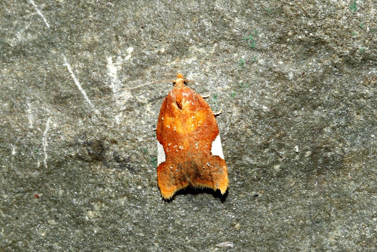 Acleris holmiana (Linnaeus, 1758) - Tordeuse d'Holm