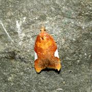 Acleris holmiana (Linnaeus, 1758) - Tordeuse d'Holm