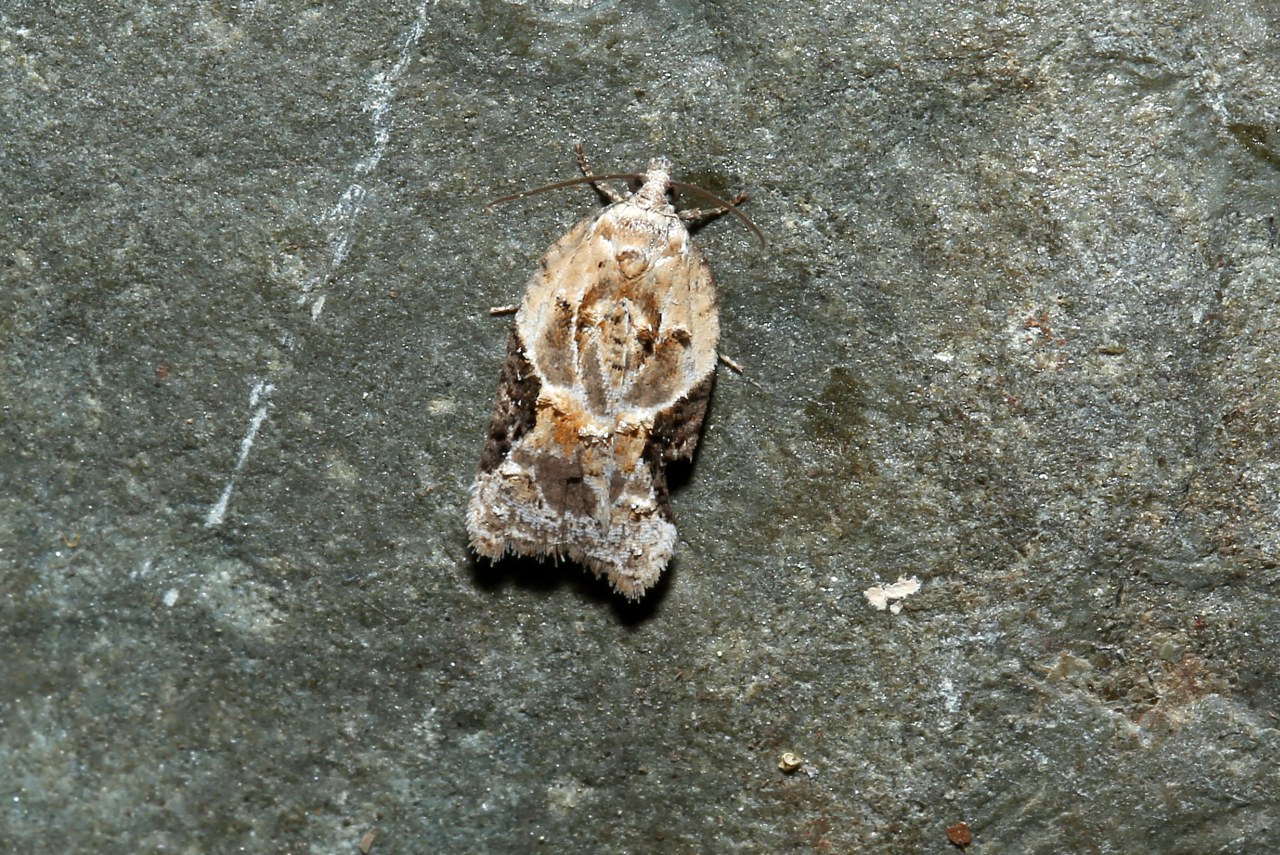 Acleris lacordairana (Duponchel, 1836)