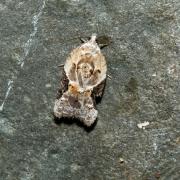 Acleris lacordairana (Duponchel, 1836)