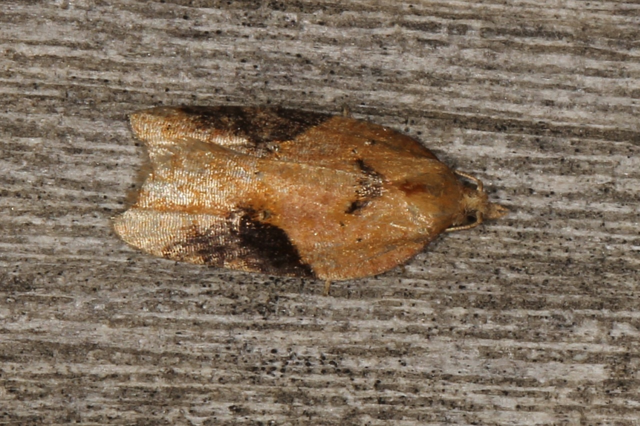 Acleris laterana (Fabricius, 1794)