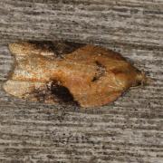 Acleris laterana (Fabricius, 1794)