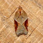 Acleris comariana / laterana