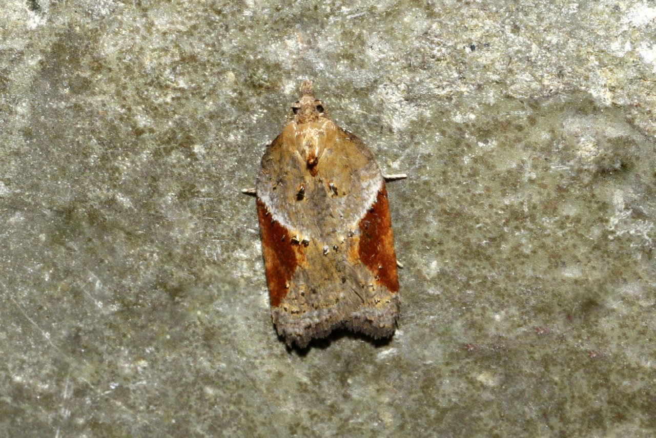 Acleris laterana (Fabricius, 1794)