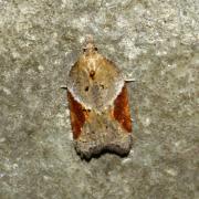 Acleris laterana (Fabricius, 1794)