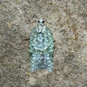 Acleris literana (Linnaeus, 1758)