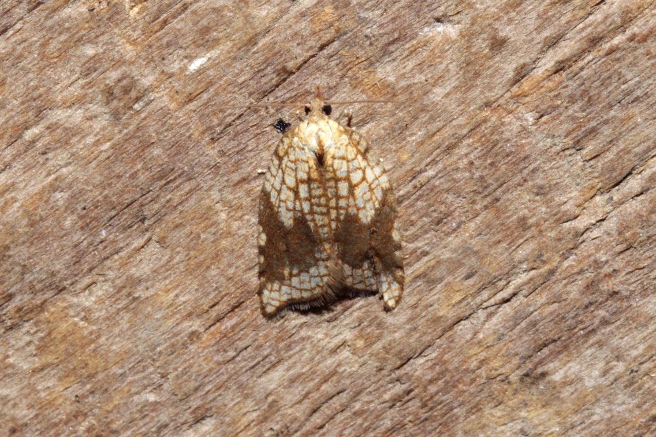 Acleris rhombana (Denis & Schiffermüller, 1775) (f. contaminata) - Tordeuse de l'Aubépine