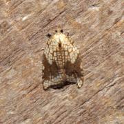 Acleris rhombana (Denis & Schiffermüller, 1775) (f. contaminata) - Tordeuse de l'Aubépine