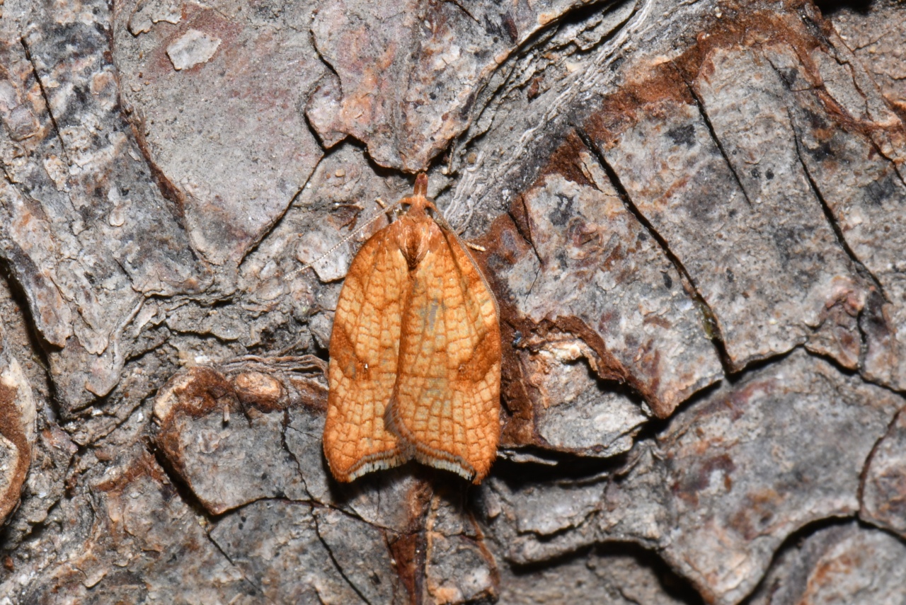 Acleris rhombana (Denis & Schiffermüller, 1775) (f. ciliana) - Tordeuse de l'Aubépine