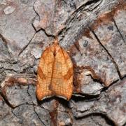 Acleris rhombana (Denis & Schiffermüller, 1775) (f. ciliana) - Tordeuse de l'Aubépine