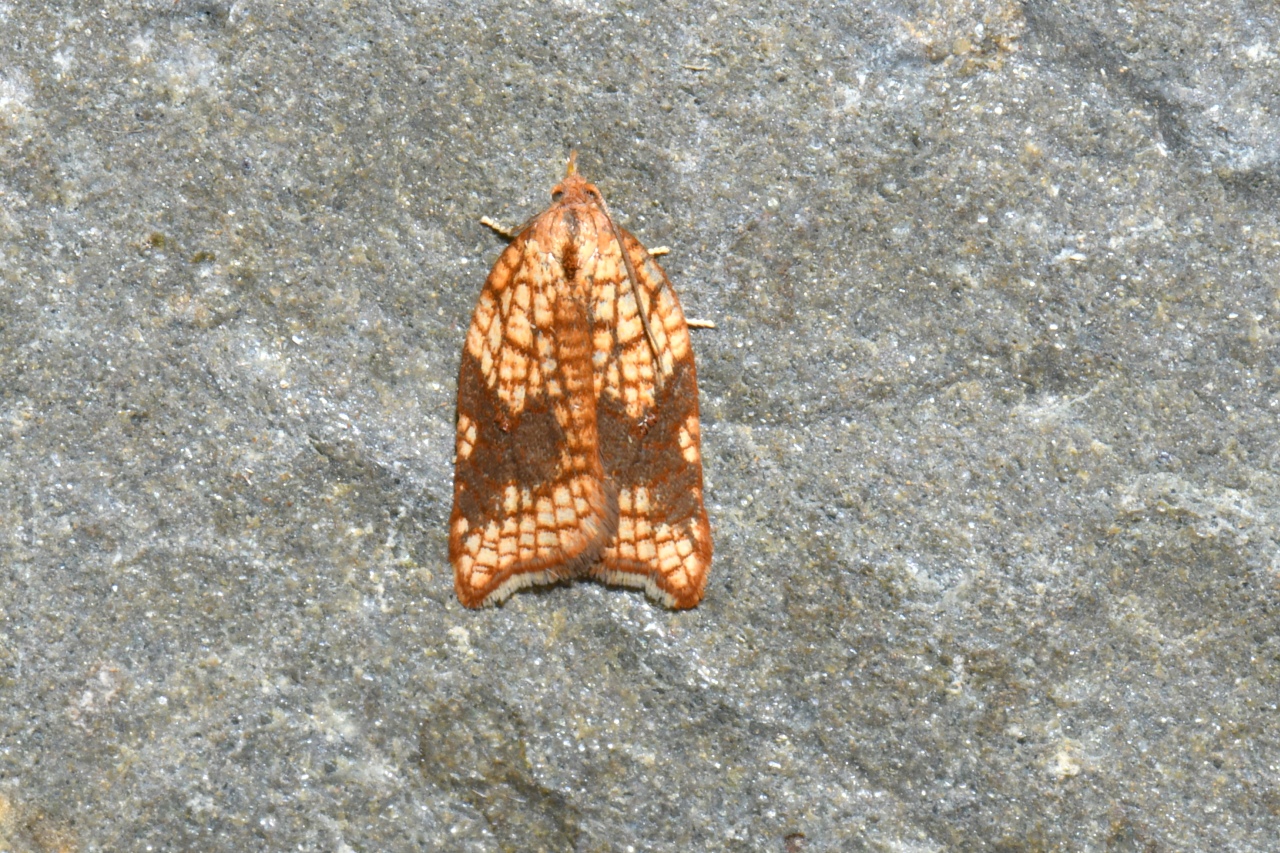 Acleris rhombana (Denis & Schiffermüller, 1775) (f. contaminata) - Tordeuse de l'Aubépine