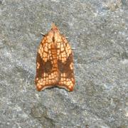 Acleris rhombana (Denis & Schiffermüller, 1775) (f. contaminata) - Tordeuse de l'Aubépine