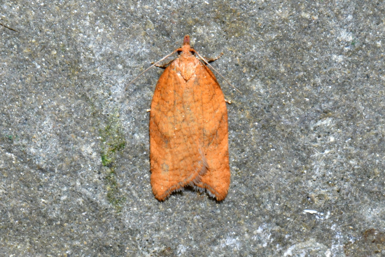 Acleris rhombana (Denis & Schiffermüller, 1775) (f. ciliana) - Tordeuse de l'Aubépine