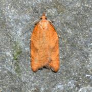 Acleris rhombana (Denis & Schiffermüller, 1775) (f. ciliana) - Tordeuse de l'Aubépine