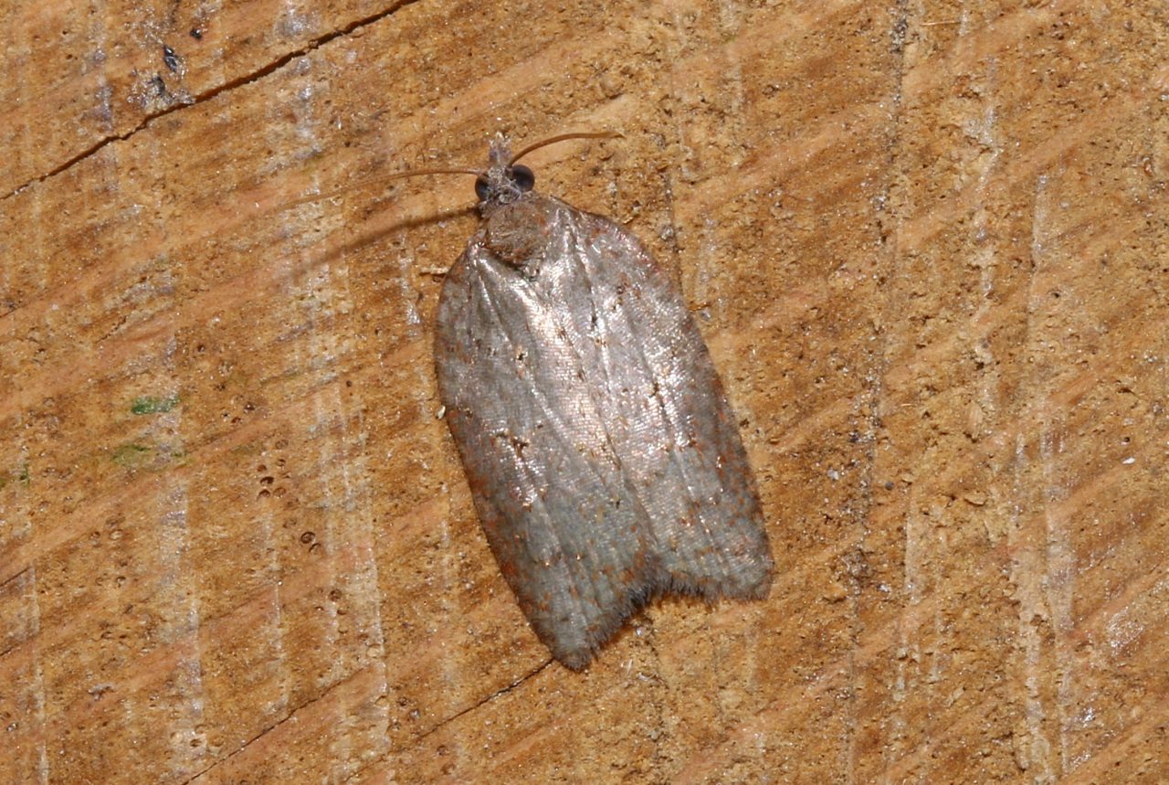 Acleris sparsana (Denis & Schiffermüller, 1775) - Tordeuse du Hêtre