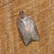 Acleris sparsana (Denis & Schiffermüller, 1775) - Tordeuse du Hêtre