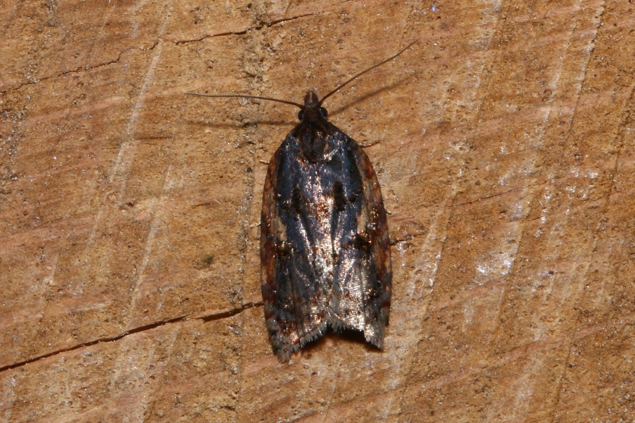 Acleris umbrana (Hübner, 1799) 