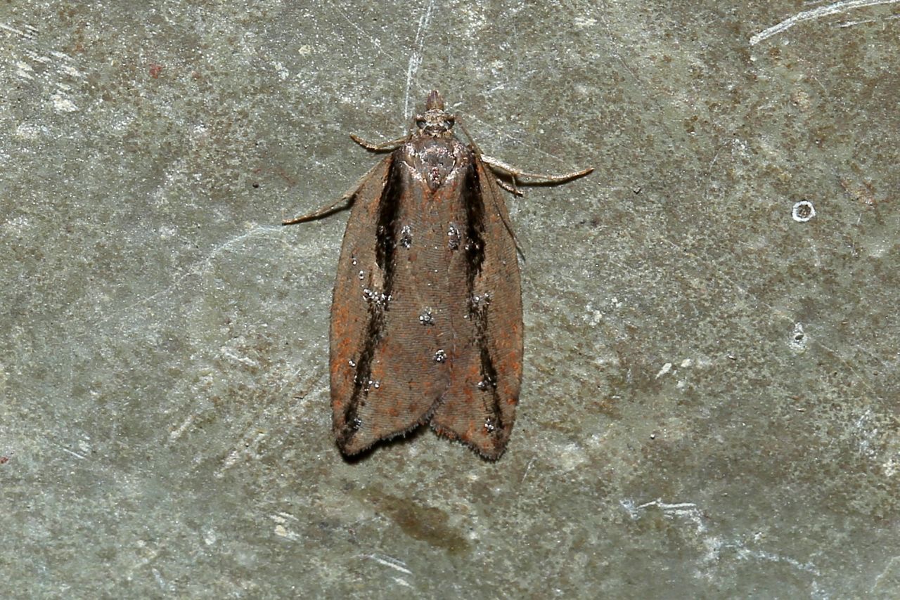 Acleris umbrana (Hübner, 1799)