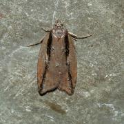 Acleris umbrana (Hübner, 1799)