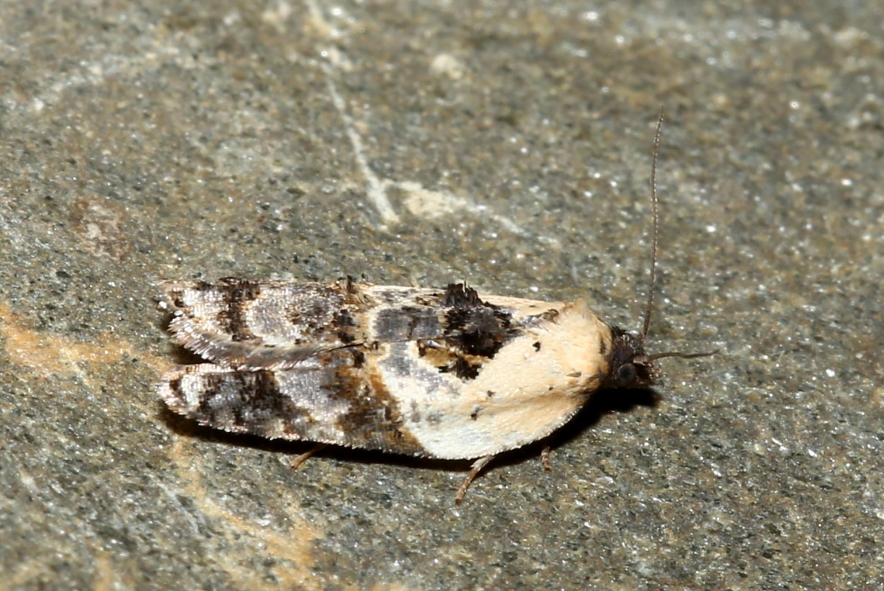 Acleris variegana (Denis & Schiffermüller, 1775) - Tordeuse chagrinée