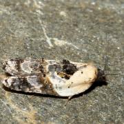 Acleris variegana (Denis & Schiffermüller, 1775) - Tordeuse chagrinée