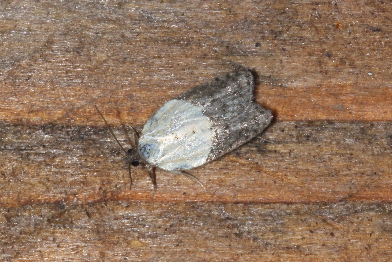 Acleris variegana (Denis & Schiffermüller, 1775) - Tordeuse chagrinée