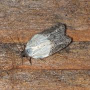 Acleris variegana (Denis & Schiffermüller, 1775) - Tordeuse chagrinée