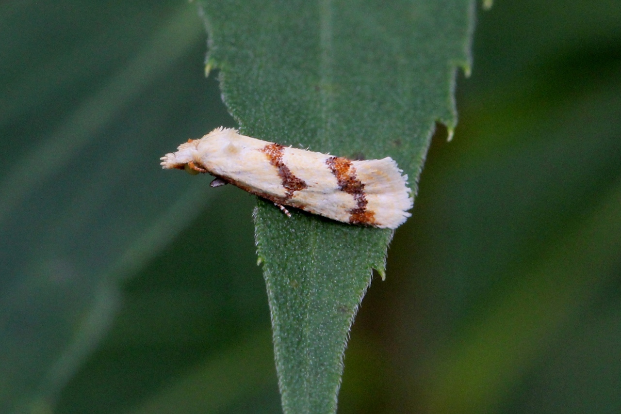 Aethes sp cf bilbaensis