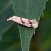 Aethes sp cf bilbaensis