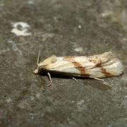 Aethes francillana (Fabricius, 1794) - Lozopéra de la carotte