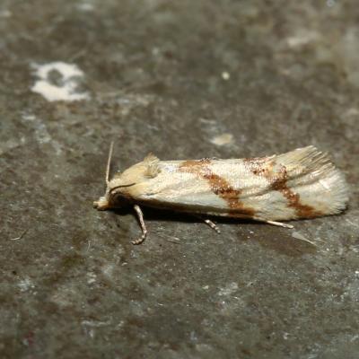 Aethes francillana (Fabricius, 1794) - Lozopéra de la carotte