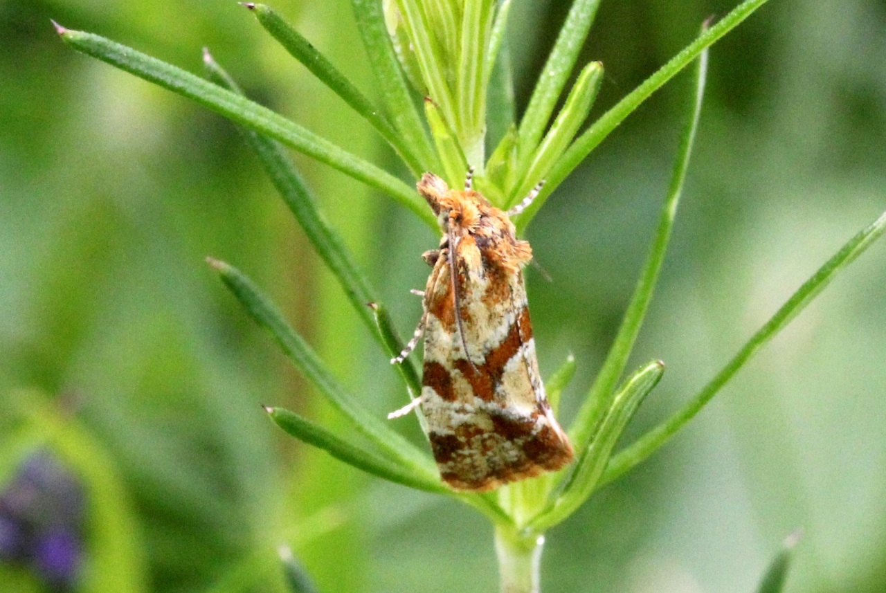 Aethes hartmanniana (Clerck, 1759) - Argyrolépie de Baumann