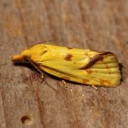 Agapeta hamana (Linnaeus, 1758) - Crampon, Euxanthie du Chardon