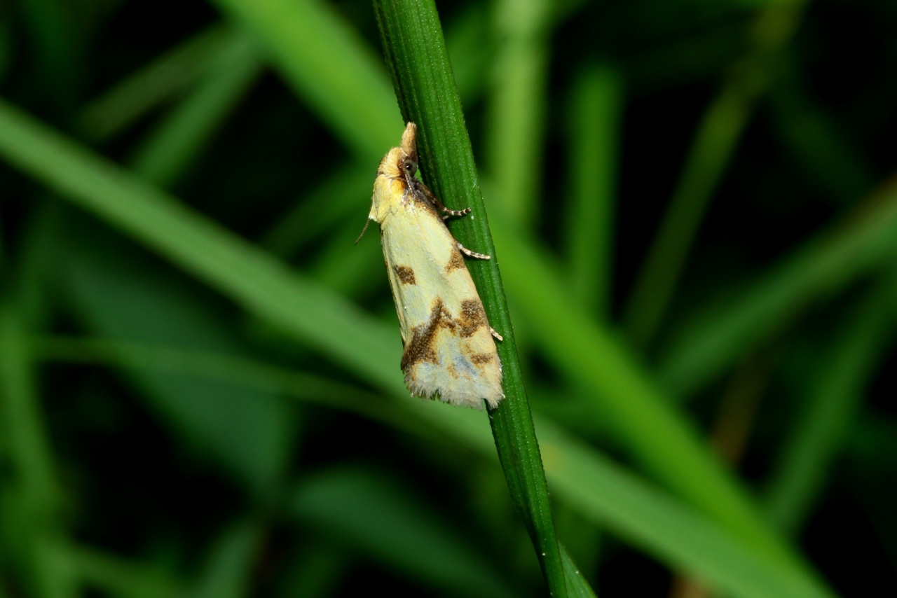 Agapeta hamana (Linnaeus, 1758) - Crampon, Euxanthie du Chardon