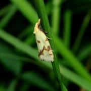 Agapeta hamana (Linnaeus, 1758) - Crampon, Euxanthie du Chardon