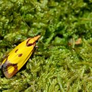 Agapeta zoegana (Linnaeus, 1767) - Euxanthie de la Scabieuse