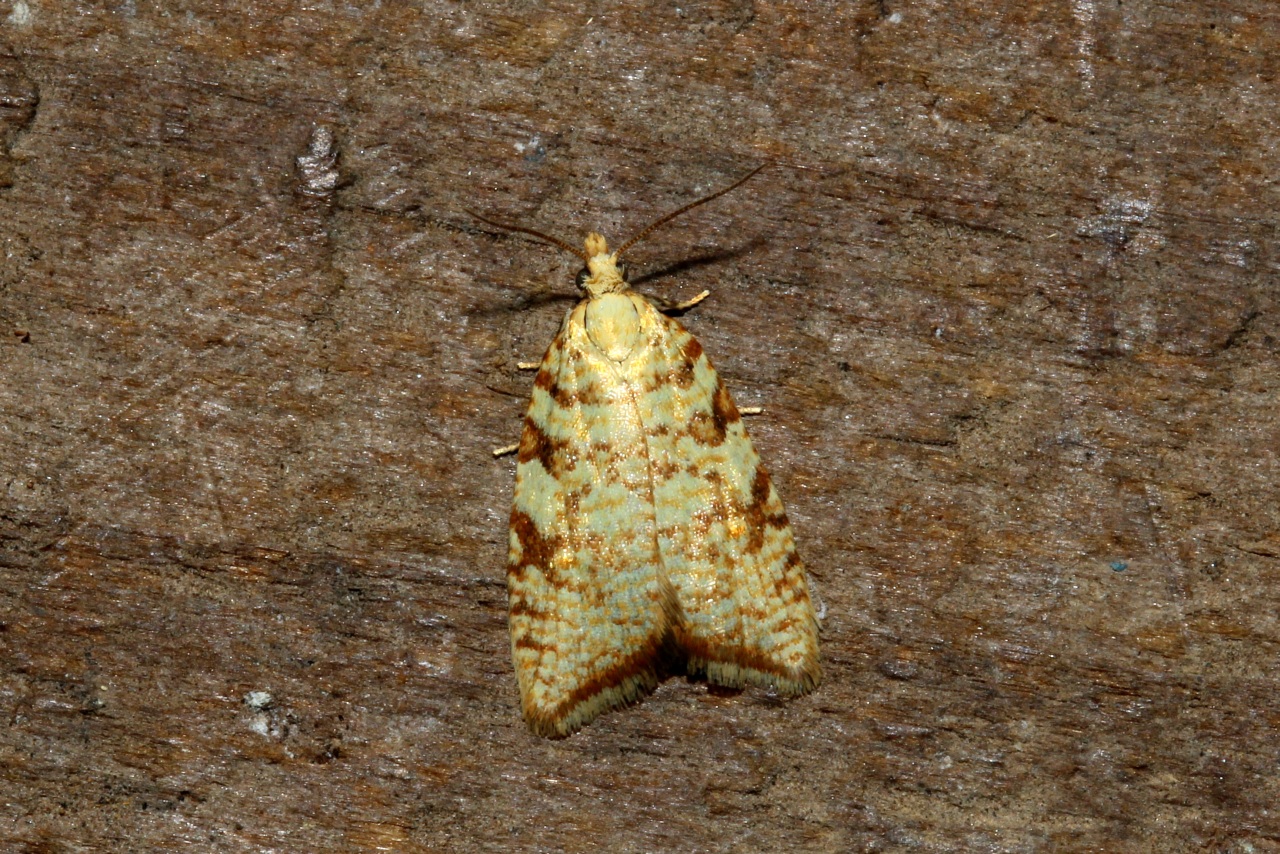 Aleimma loeflingiana (Linnaeus, 1758) - Tordeuse de Loefling