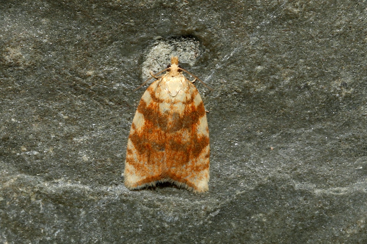 Aleimma loeflingiana (Linnaeus, 1758) - Tordeuse de Loefling