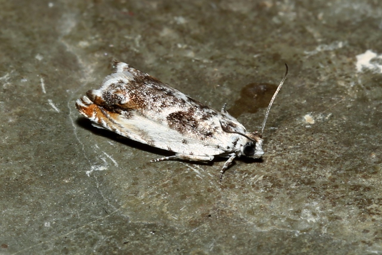 Ancylis laetana (Fabricius, 1775)