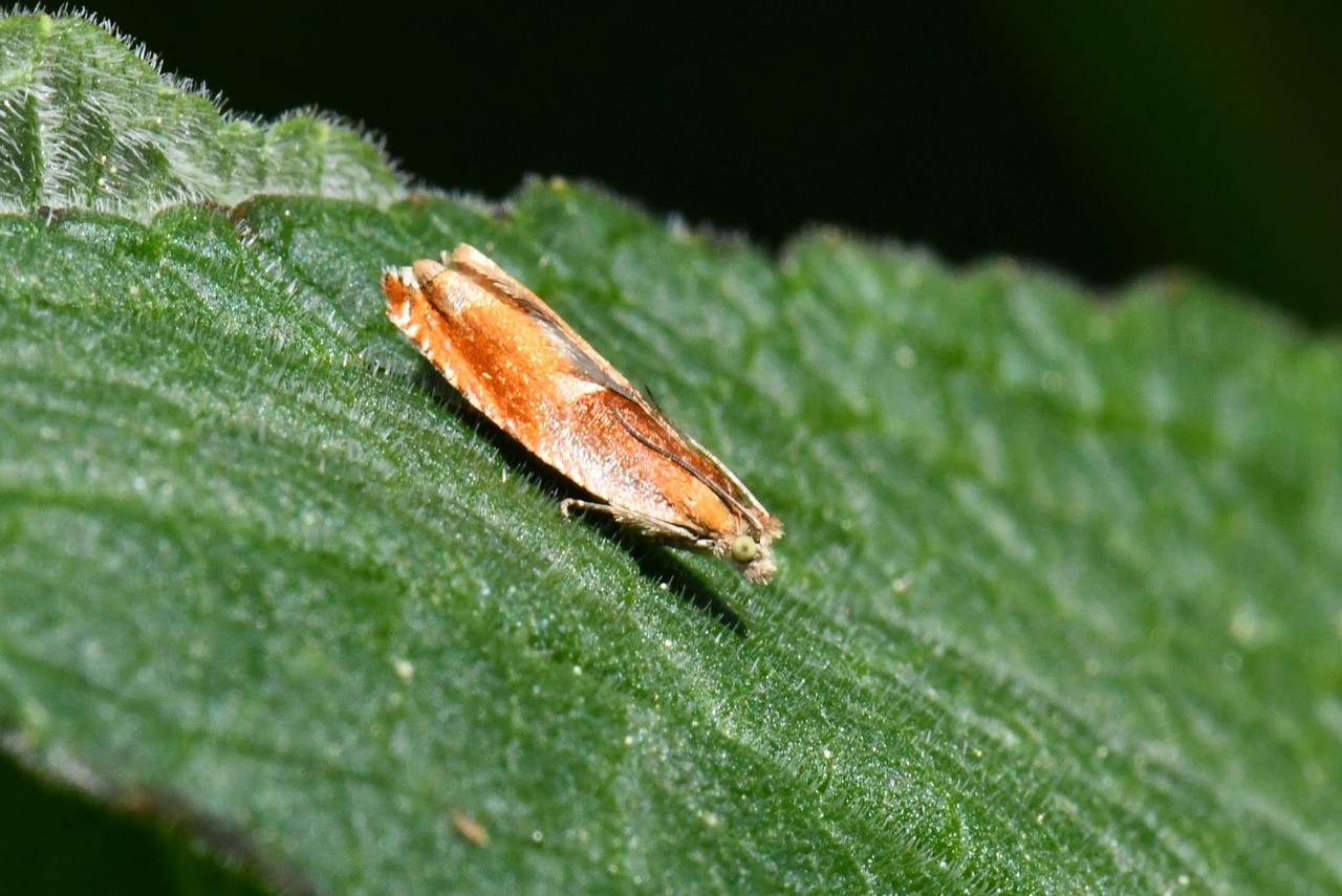 Ancylis mitterbacheriana (Denis & Schiffermüller, 1775)