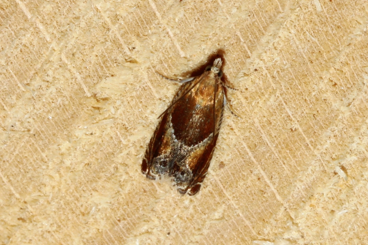 Ancylis obtusana (Haworth, 1811)