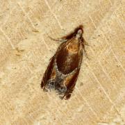 Ancylis obtusana (Haworth, 1811)