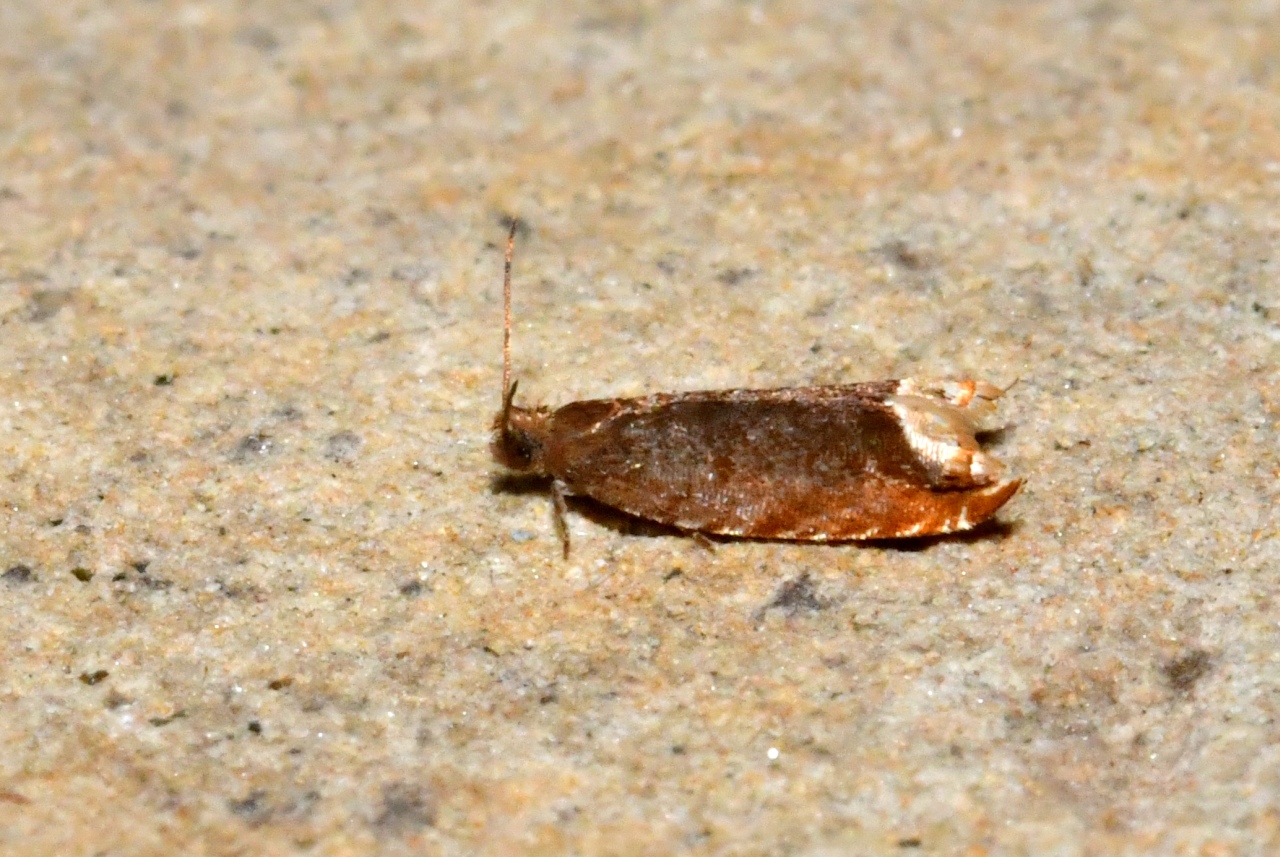 Ancylis selenana (Guenée, 1845)