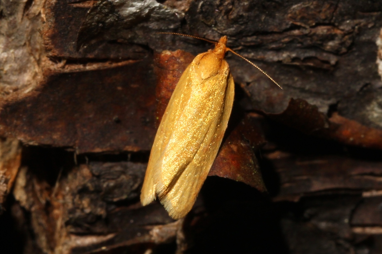 Zelotherses paleana (Hübner, 1793) (= Aphelia paleana)