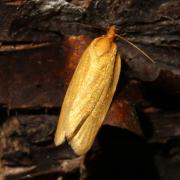 Zelotherses paleana (Hübner, 1793) (= Aphelia paleana)